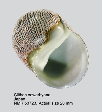 Clithon sowerbyana (4).jpg - Clithon sowerbianum (Récluz,1843)